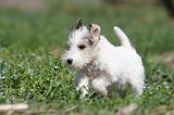 FOX TERRIER 319